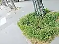 Pied d'arbre à Paris : ici la végétalisation permet l'infiltration.