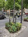 Pied d'arbre végétalisé correctement entretenu.