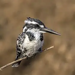 Martin-pêcheur pie ♀ (rivière Chambal, Inde)