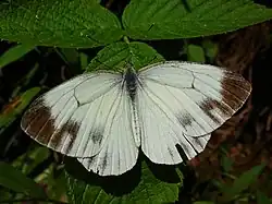 Pieris melete