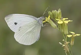 Pieris pseudorapae