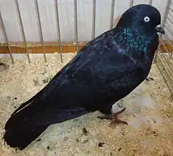 Culbutant de Cologne noir