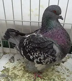 Mondain bleu écaillé