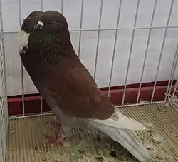 Boulant d'Alsace rouge cendré écaillé