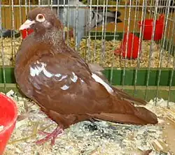 Carneau rouge à épaulettes et croupion blanc