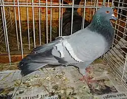 Cauchois bleu barré blanc