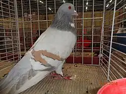 Cauchois argenté barré jaune à bavette blanche