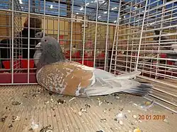 Cauchois argenté maillé jaune