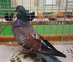 Cauchois bleu maillé rouge à bavette