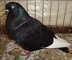 Culbutant de Cologne noir à vols blancs