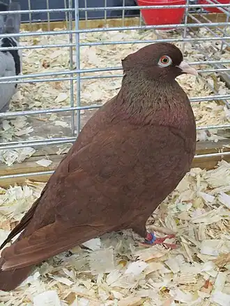 Pigeon huppé picard au salon international de l'agriculture.