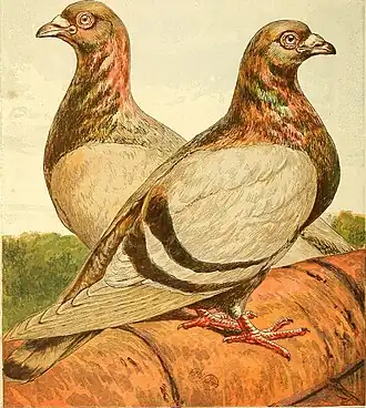 Image illustrative de l’article Romain (pigeon)