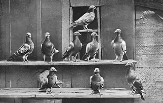 Pigeons domestiques vulgaires,du groupe des pigeons dits voyageurs.