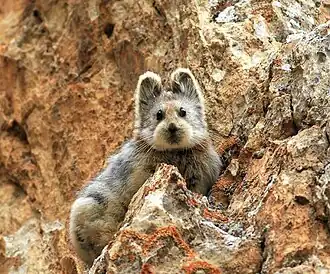 Description de l'image Pika de ili (Ochotona iliensis).jpeg.