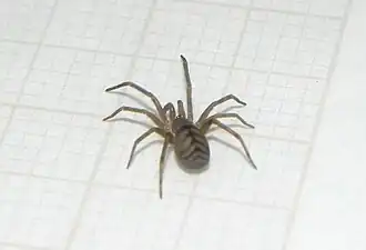 Description de l'image Pikelinia mendensis 335980003.jpg.