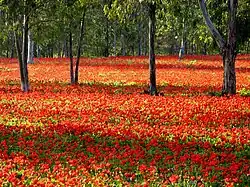 Anémones rouges, Israël.