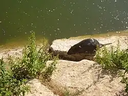 Sur une berge rocheuse, en Israël.
