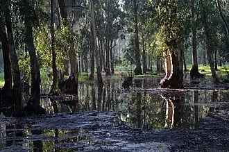 Image illustrative de l’article Forêt de Hadera