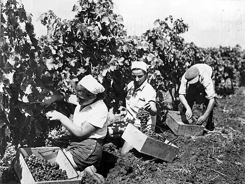 Vendange à Ein Hahoresh entre 1938 et 1940