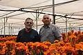 Culture de fleurs en serre, (en) moshav Bitzaron