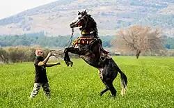 Cheval gris costumé et dressé sur ses jambes postérieures, un homme lui donnant des ordres.