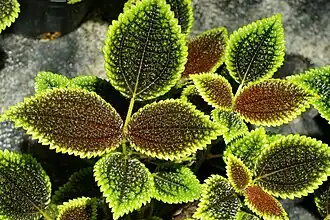 Description de l'image Pilea involucrata (Sims) Urban Moon Valley.jpg.