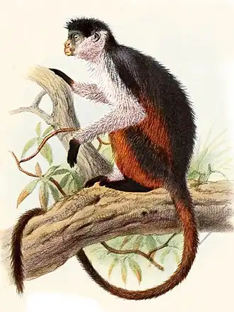Description de l'image Piliocolobus epieni.jpg.
