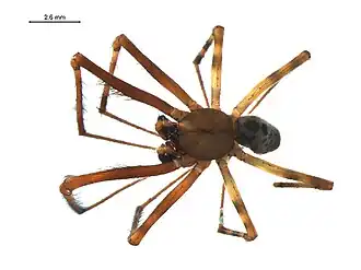 Description de l'image Pimoa altioculata m.jpg.