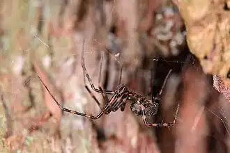 Description de l'image Pimoa laurae.jpg.