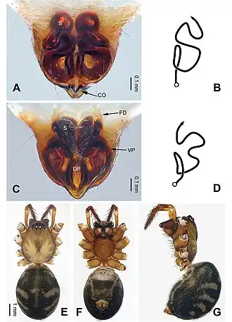 Description de l'image Pimoa lemenba (10.3897-zookeys.940.49793) Figure 5.jpg.