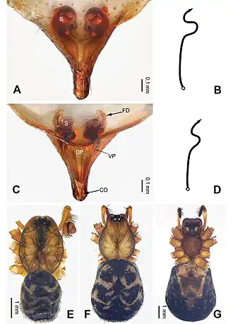 Description de l'image Pimoa mainling (10.3897-zookeys.940.49793) Figure 7.jpg.