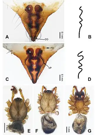Description de l'image Pimoa rongxar (10.3897-zookeys.940.49793) Figure 11.jpg.