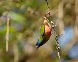 Diamant quadricolore