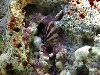 Pinctada imbricata radiata