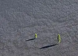 Sur un sol pentu et uniformément gris et vide, jaillissent deux cônes verts.