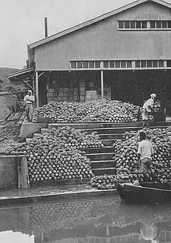 Amoncellement d'ananas entre un cours d'eau et une maison