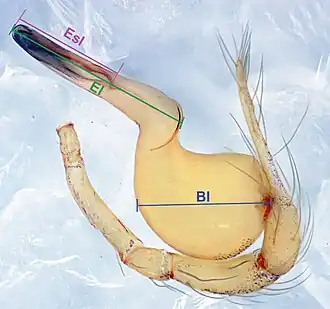 Description de l'image Pinelema bailongensis (10.3897-zookeys.784.27758) Figure 1.jpg.