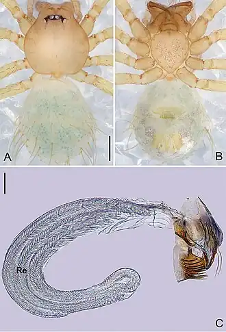 Description de l'image Pinelema cheni (10.3897-zookeys.784.27758) Figure 4.jpg.