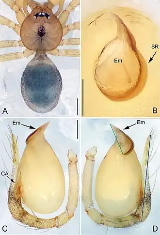 Description de l'image Pinelema damtaoensis (10.3897-zookeys.734.15061) Figure 1.jpg.