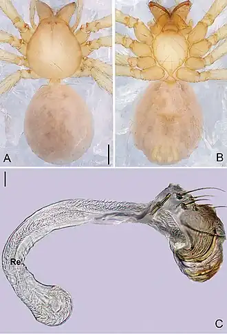 Description de l'image Pinelema huoyan (10.3897-zookeys.784.27758) Figure 8.jpg.