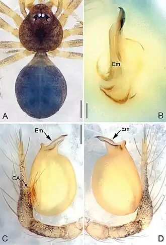 Description de l'image Pinelema laensis (10.3897-zookeys.734.15061) Figure 7.jpg.