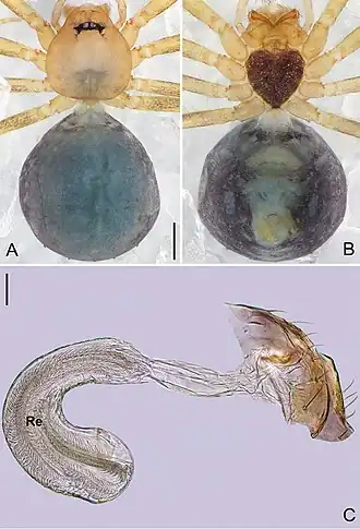 Description de l'image Pinelema lizhuang (10.3897-zookeys.784.27758) Figure 14.jpg.