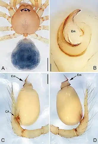 Description de l'image Pinelema spirulata (10.3897-zookeys.734.15061) Figure 13.jpg.