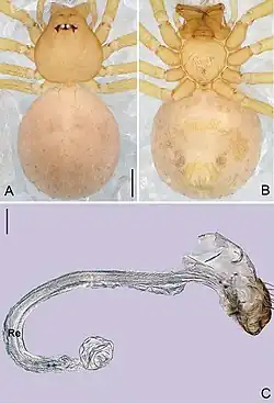 Description de l'image Pinelema wangshang (10.3897-zookeys.784.27758) Figure 20.jpg.