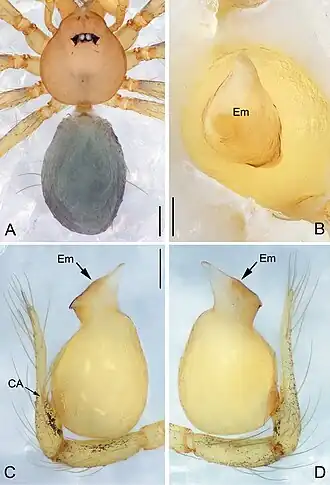Description de l'image Pinelema xiezi (10.3897-zookeys.734.15061) Figure 16.jpg.