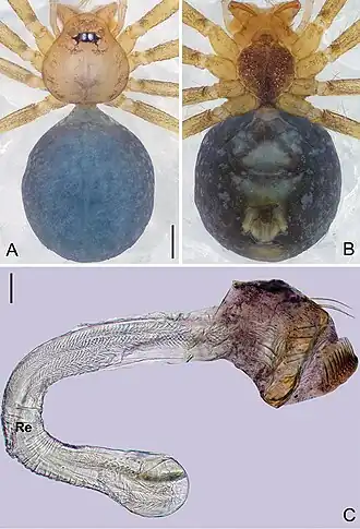 Description de l'image Pinelema yunchuni (10.3897-zookeys.784.27758) Figure 27.jpg.