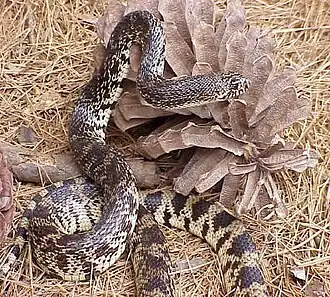 Description de l'image PinesnakeSaenz nr-page.jpg.