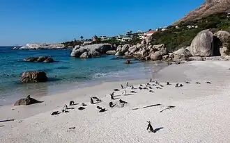 Colonie à Boulders Beach.