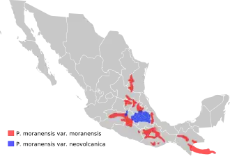 Distribution de Pinguicula moranensis au Mexique et au Guatemala.
