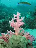 Corail mou rose nephteidae